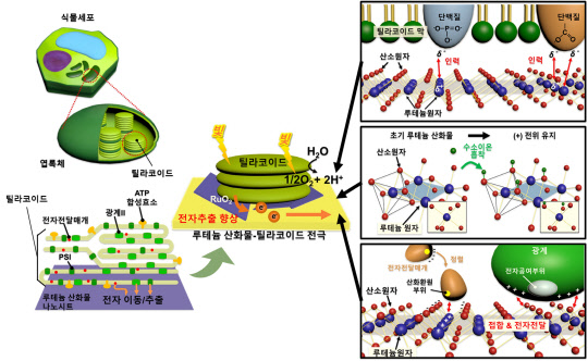 류원형 연세대 교수 연구팀은 시금치 추출물인 틸라코이드와 루테늄 산화물 전극을 통해 식물 광합성을 전기에너지로 생산할 수 있는 '식물 광합성 전지'를 개발했다.  연구재단 제공
